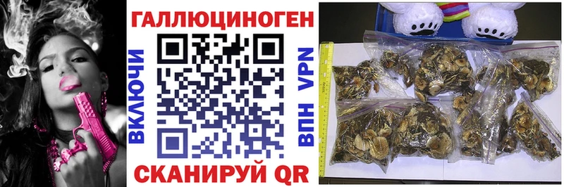 купить наркоту  Циолковский  Псилоцибиновые грибы мухоморы 
